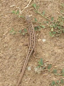 老驥伏櫪，志在千里——藍(lán)色力獅旅行版塔城游記