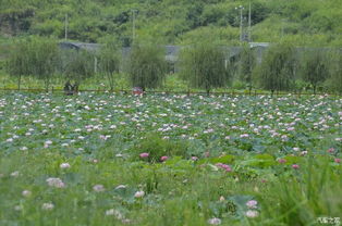 老驥伏櫪，志在千里——致我那默默奉獻(xiàn)的老款寶來